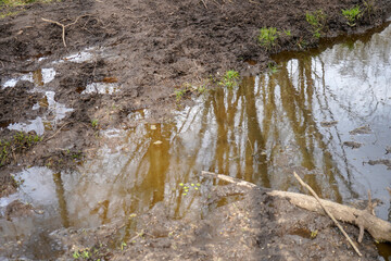 View of flooded woodland path