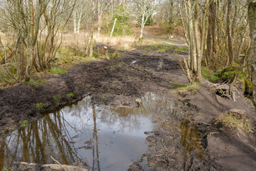 Fototapeta na wymiar View of flooded woodland path