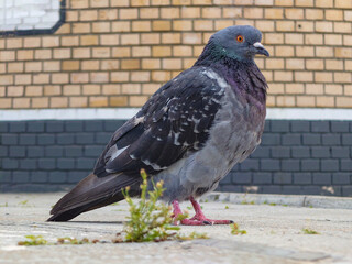 gray city pigeon with orange eyes close-up