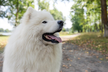 Samoyed. White fluffy dog close-up outdoors in summer