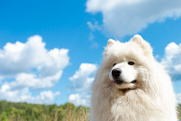 Samoyed. A large white fluffy dog in nature