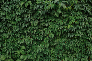 Green natural full frame background of lush ivy growing on wall in summer 
