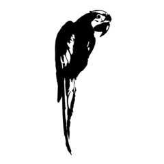 Parrot Facing the Right 