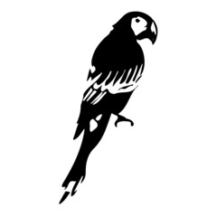 Parrot Facing the Right 