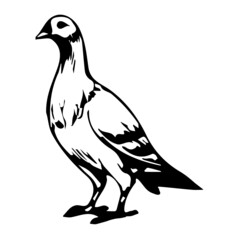 Pigeon Bird Animal 