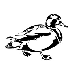 Obraz premium Duck Side View