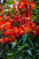 red and yellow flowers