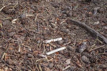 Close up of pine covered forest floor