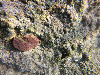 Underwater world of Mediterranean Sea. Near Marmaris, Turkey