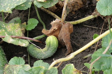 The last cucumbers in the garden at the end of summer
