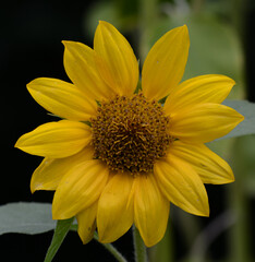 Tournesol