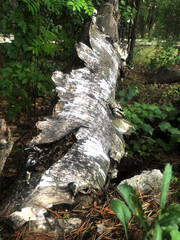A big fallen old birch tree in the park with peeling bark