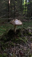 mushrooms in the forest
