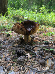 an old rotten brown mushroom among pine needles and cones in the forest