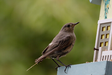 Der Hausrotschwanz (Phoenicurus ochruros) ist eine Singvogelart aus der Familie der Fliegenschn&auml;pper (Muscicapidae).  Rotschw&auml;nzchen, 