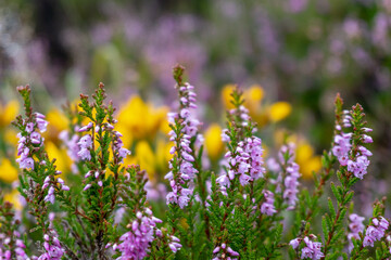 Bloomed heather wildflowers on a yellow gorse flowers background, soft focus. Irish summer flora.