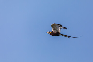 Pheasant-tailed jacana (Hydrophasianus chirurgus) at New Town,  Kolkata,  West Bengal, India 