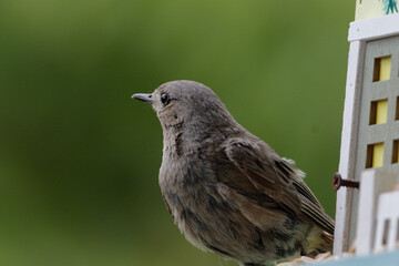 Der Hausrotschwanz (Phoenicurus ochruros) ist eine Singvogelart aus der Familie der Fliegenschn&auml;pper (Muscicapidae).  Rotschw&auml;nzchen, 