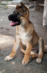 A cute little German shepherd puppy girl looks into the distance with interest. 