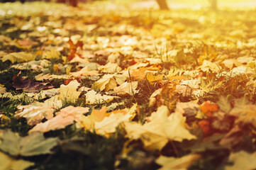 autumn fallen leaves of a maple tree on the ground on the green grass. fall foliage on the land. flare - obrazy, fototapety, plakaty
