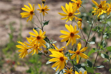 cheerful yellow flowers on a windy day in summer