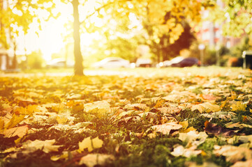 autumn fallen leaves of a maple tree on the ground on the green grass in city park. fall foliage on the land. blurred cars on the background. flare