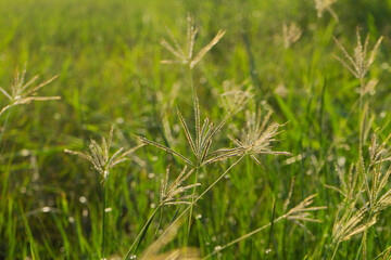 the vine leaves on the tough texture of a big tree