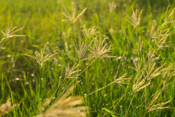 the vine leaves on the tough texture of a big tree