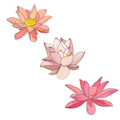 Fototapeta na wymiar Vector set of outlined pink Water Lilies on white isolated background, isolated blossoming Asian Lotuses in Cartoon design style, concept of Asia and Chinese Culture, Nature and Gardens.