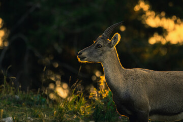 Steinbock auf der Hohen Wand beim Sonnenaufgang, Österreich