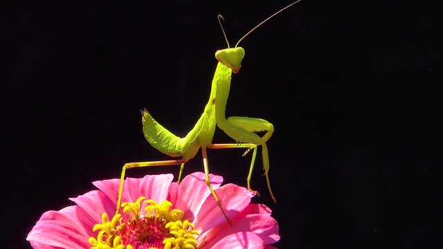 The predatory insect preys on plants. The European mantis (Mantis religiosa).