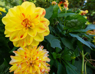 two yellow asters, with yellow flowers, in close-up in sunshine, in the background green plants and leaves
