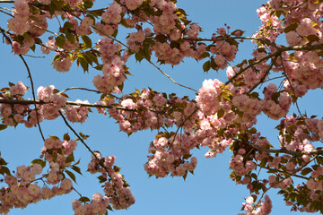 blooming tree