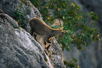 Steinbock auf der Hohen Wand beim Sonnenaufgang, Österreich