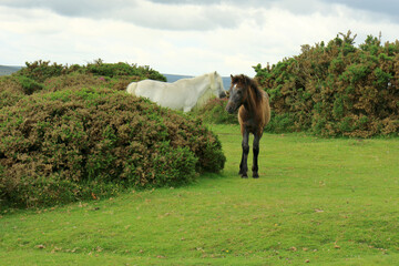 Two ponies in the Dartmoor countryside