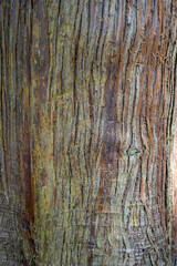 Obraz premium Close up of textured tree bark