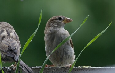 The house sparrow (Passer domesticus) - also called sparrow or house sparrow - is a bird species...