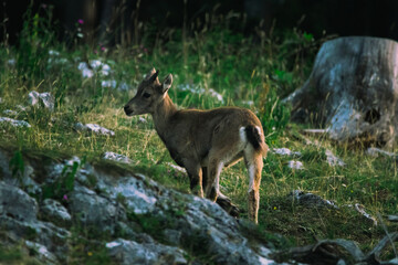 Steinbock auf der Hohen Wand beim Sonnenaufgang, Österreich