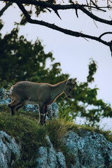 Naklejka premium Steinbock auf der Hohen Wand beim Sonnenaufgang, Österreich