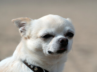 A small dog Chihuahua in light color on a sunny day. Close-up portrait.
