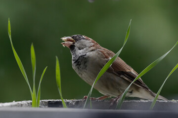 The house sparrow (Passer domesticus) - also called sparrow or house sparrow - is a bird species from the sparrow family (Passeridae) and one of the best known and most widespread songbirds.