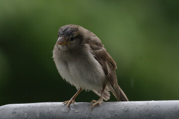 The house sparrow (Passer domesticus) - also called sparrow or house sparrow - is a bird species from the sparrow family (Passeridae) and one of the best known and most widespread songbirds.