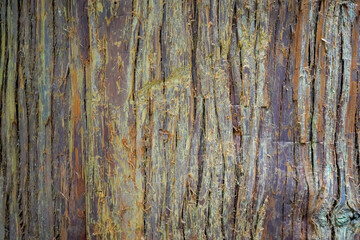 Close up of textured tree bark