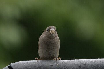 The house sparrow (Passer domesticus) - also called sparrow or house sparrow - is a bird species from the sparrow family (Passeridae) and one of the best known and most widespread songbirds.