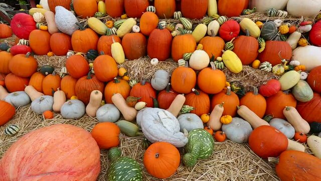 Arrangement Pumpkins Pumpkin Patch Thanksgiving