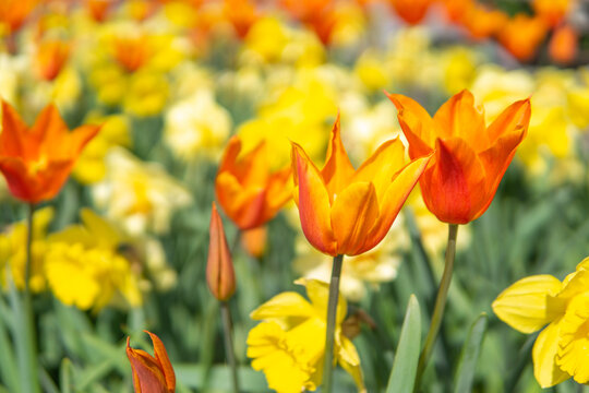 tulipes,tulipe,fleur,fleurs,jaune,orange,macro,plein cadre,gros plan,plante,jardin,couleur,couleurs,coloré,été,extérieur