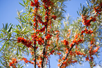 Seabuckthorn (Hippophae rhamnoides) bush branches with ripe orange berries among leaves