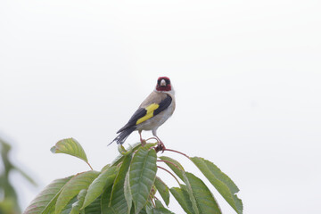 The goldfinch (Carduelis carduelis), also called goldfinch, is a species of bird in the finch family (Fringillidae). colorful beautiful bird, sitting on a branch