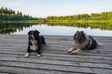 Naklejka na ściany i meble Hunde auf einem Steg am See
