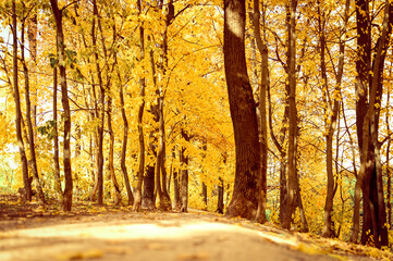 Fototapeta premium autumn city park in sunny fall day. the trees are maples with falling orange leaves and a deserted sidewalk or path. good weather